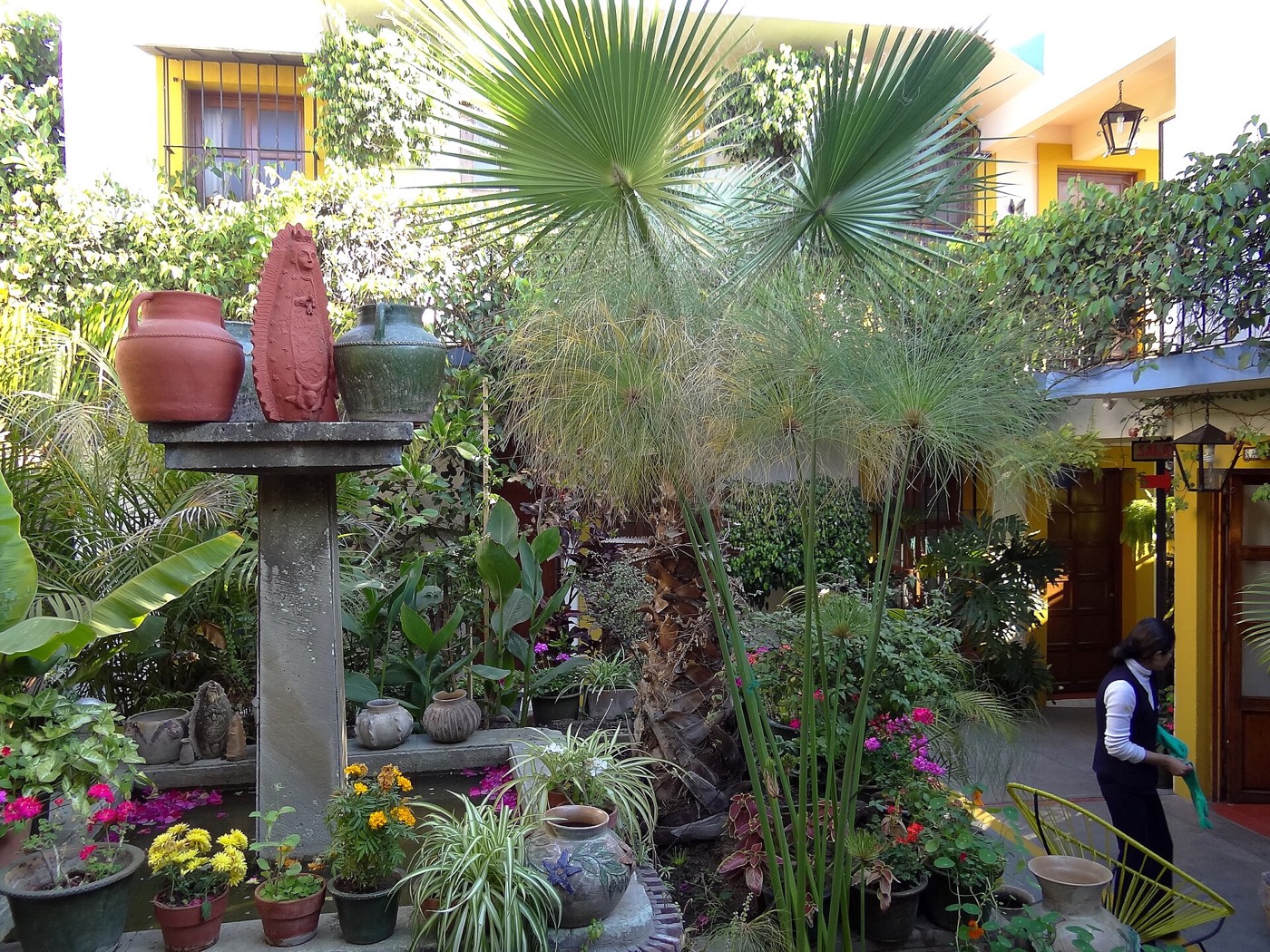 Patio con plantas de un hotel en la ciudad de Oaxaca